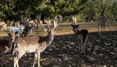 Después de los conejos y ardillas con 'cuernos' y 'tentáculos', avistan ciervos con extrañas ampollas en su cuerpo