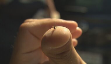 El intenso calor reduce la presencia de mosquitos y sus picaduras | Aragon