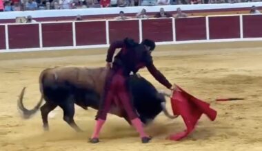 Feria Taurina de San Bartolomé 2025: Morenito de Aranda brilla con puerta grande en Añover de Tajo