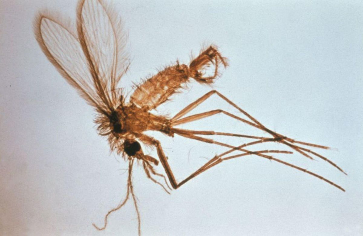 Un ejemplar de flebótomo o mosca de la arena. |  FirmaFoto