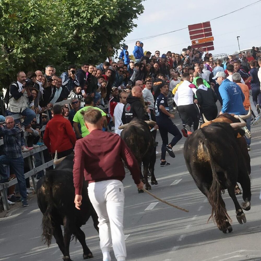 Pacma califica como "delirante" el "peligroso" encierro de Medina del Campo