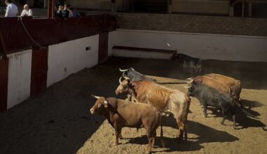 Un toro de García Jiménez completa la corrida de Cuvillo para esta tarde en Palencia