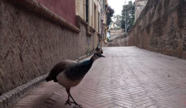 Hallan pavos muertos en una escuela infantil ubicada junto al Alcázar de Sevilla, cerrado por un brote de gripe aviar