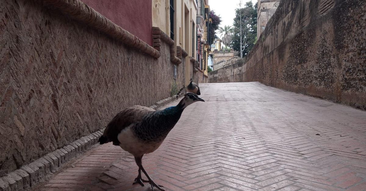 Hallan pavos muertos en una escuela infantil ubicada junto al Alcázar de Sevilla, cerrado por un brote de gripe aviar