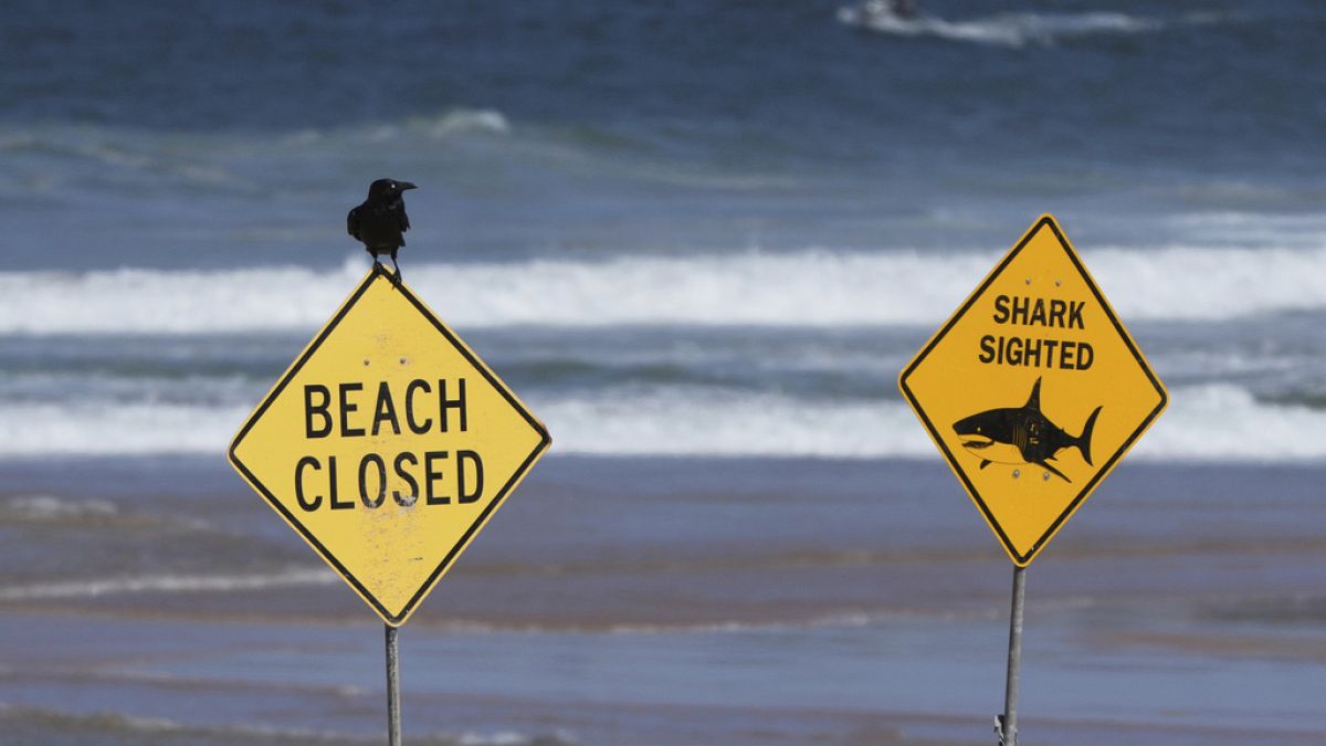 Muere un surfista por el presunto ataque de un gran tiburón en Australia
