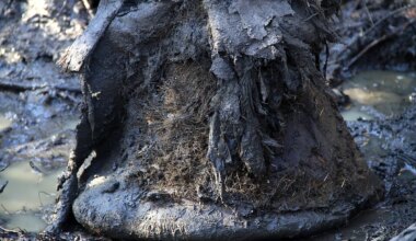 El CSI de la megafauna extinta: Identifican bacterias que pudieron causar enfermedades a mamuts hace más de un millón de años - El Mundo