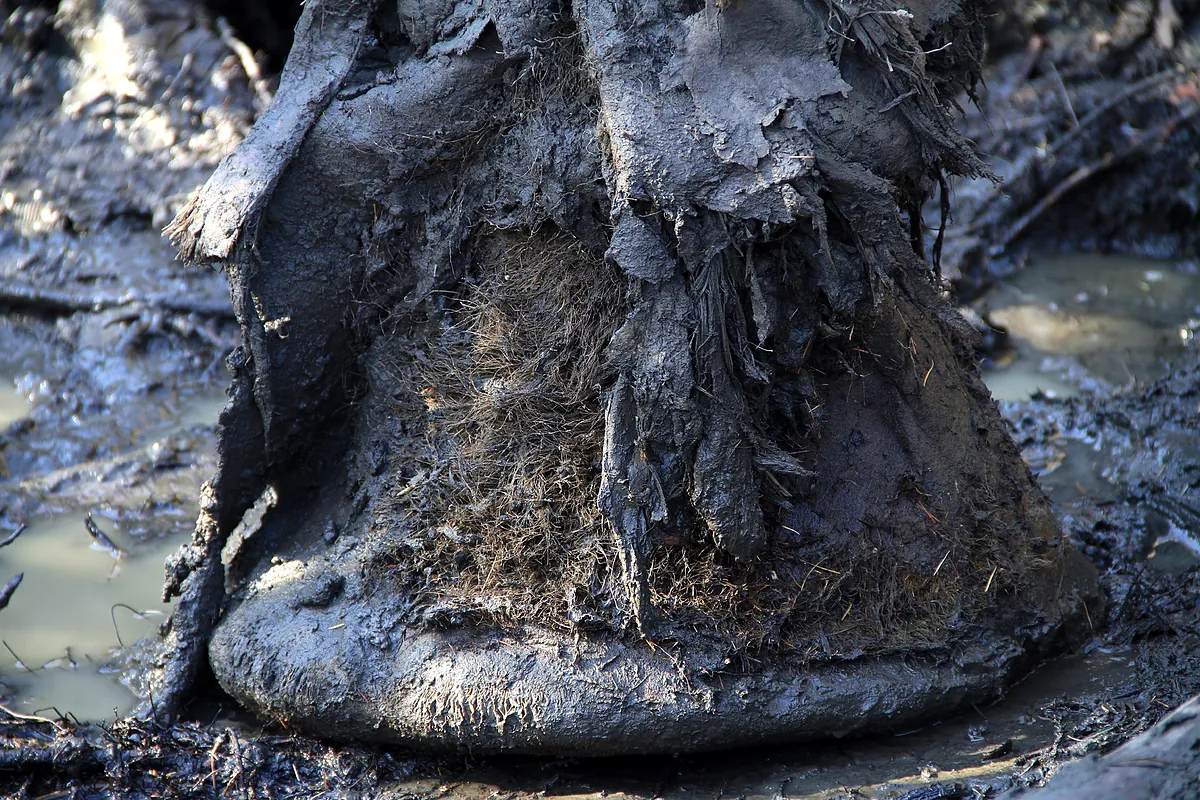 El CSI de la megafauna extinta: Identifican bacterias que pudieron causar enfermedades a mamuts hace más de un millón de años - El Mundo