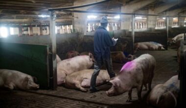China impondrá recargos provisionales sobre las importaciones de cerdo europeo