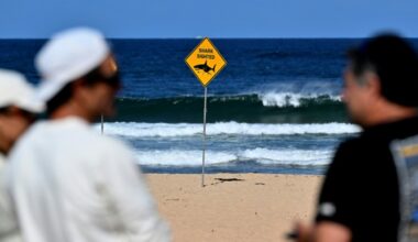 Un tiburón mata a un surfista en una playa de Australia
