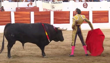 Toros para todos | Orobroy para David de Miranda por su buena racha de triunfos