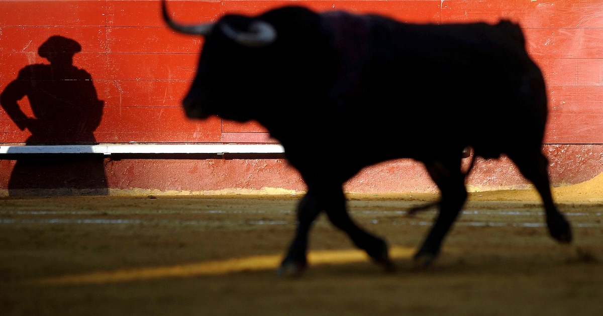 No habrá más corridas de toros: la Corte Constitucional ratificó decisión de restringir prácticas violentas con animales