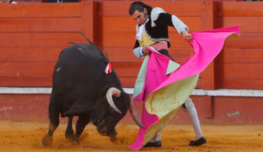 Toros para todos | Orobroy para la faena de Morante en la Goyesca de Aranjuz