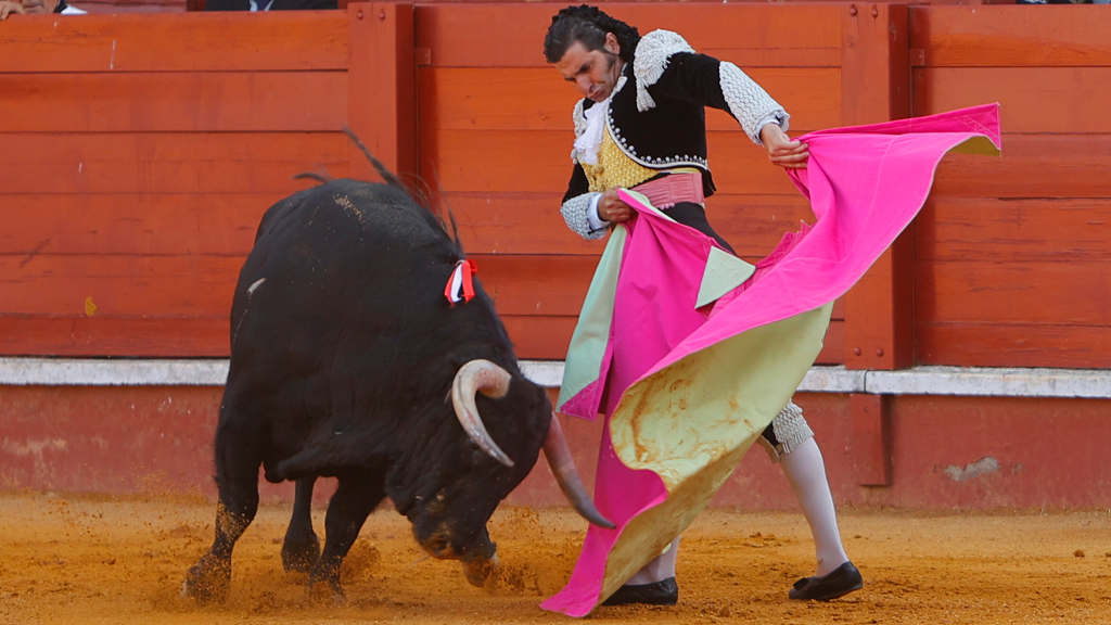 Toros para todos | Orobroy para la faena de Morante en la Goyesca de Aranjuz