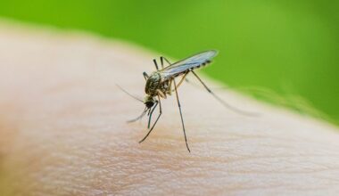 Lucha contra la malaria en Camerún con enfoque multisectorial