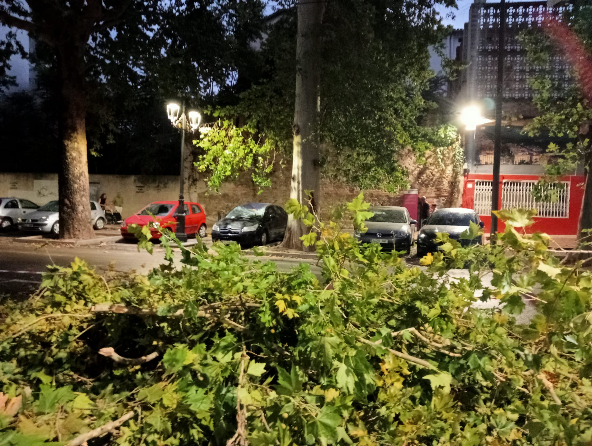 Un árbol caído en Xàtiva. Fuente: Radio Xàtiva Cadena SER