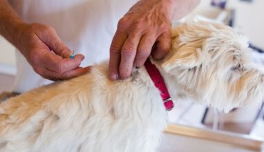 Día Mundial de la Rabia: la importancia de vacunar a las mascotas para proteger la salud pública