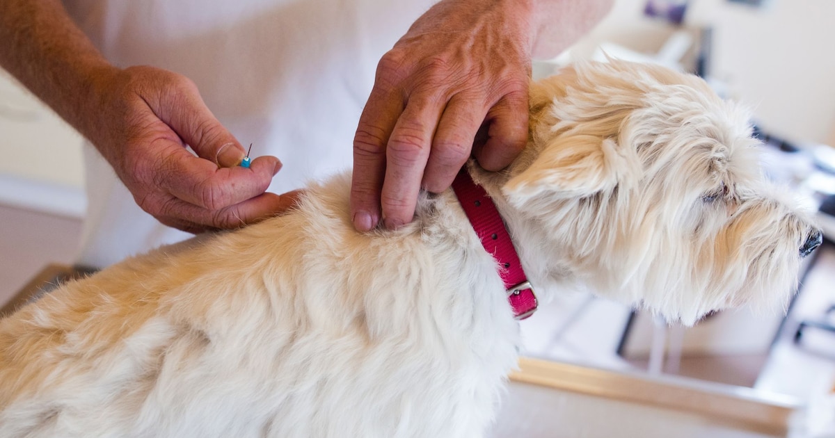 Día Mundial de la Rabia: la importancia de vacunar a las mascotas para proteger la salud pública