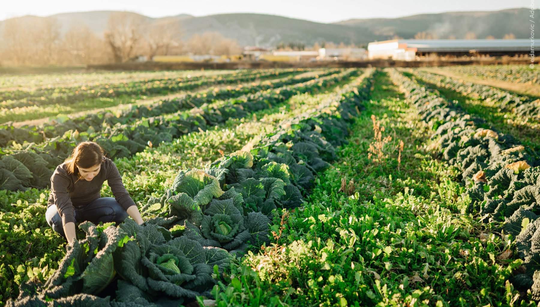 El Parlamento fija posición sobre el futuro de la política agrícola de la UE | Noticias