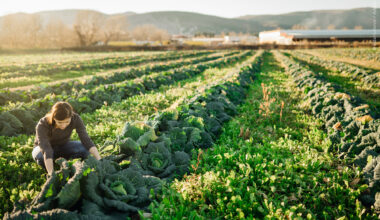 El Parlamento fija posición sobre el futuro de la política agrícola de la UE | Noticias
