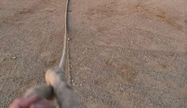 La maroma de Benavente preparada para la exhibición del toro enmaromado.