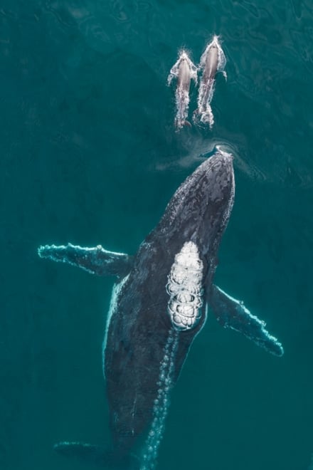 Craig Perry capturó este momento de juego entre una ballena jorobada de 40 toneladas y dos delfines en Australia que acompañaron por un rato al migración al norte del cetáceo.