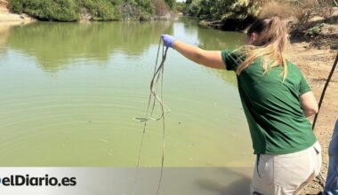 Un brote de gripe aviar activa las alarmas en Málaga y Sevilla entre críticas a la "dejación de funciones" municipal
