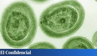 el mayor peligro del calentamiento de los océanos es que el oxígeno escasee