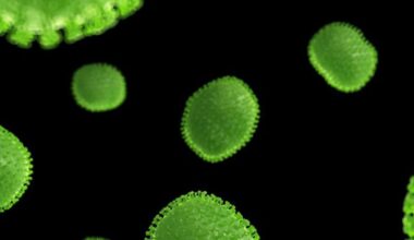 Siete virus que pueden causar cáncer