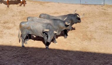 Ginés Marín cierra la Feria Taurina con Minueto