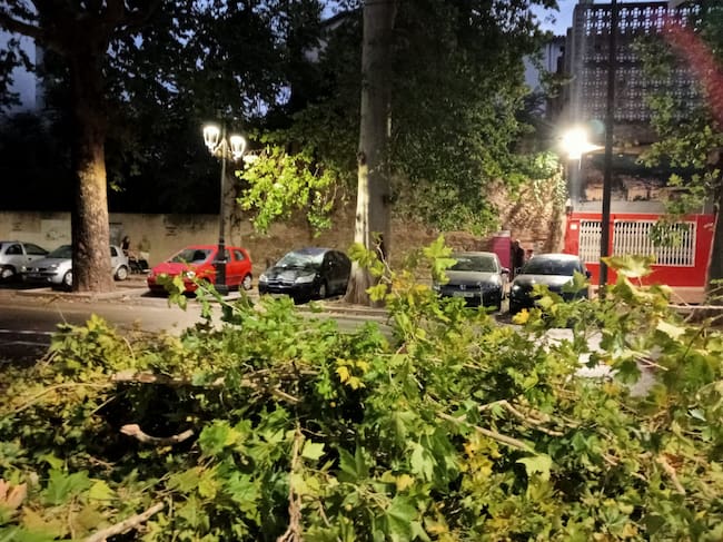 Un árbol caído en Xàtiva. Fuente: Radio Xàtiva Cadena SER