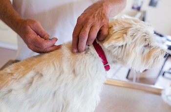 Campañas de vacunación masiva en