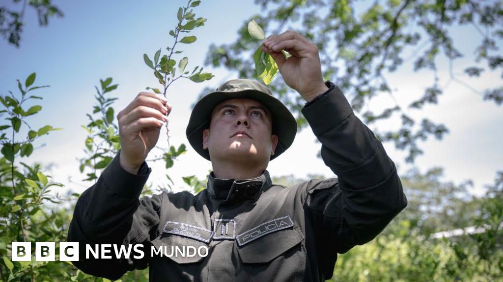 Qué significa que EE.UU. retire a Colombia la certificación en la lucha contra el narcotráfico y qué tiene que ver la tensa relación entre Trump y Petro