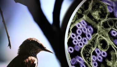 Alertan de dos mutaciones que hacen más peligroso al virus de la gripe aviar