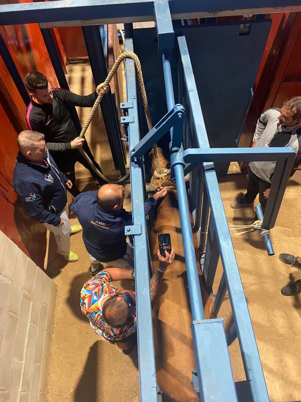 El astado enmaromado a primera hora de la mañana.