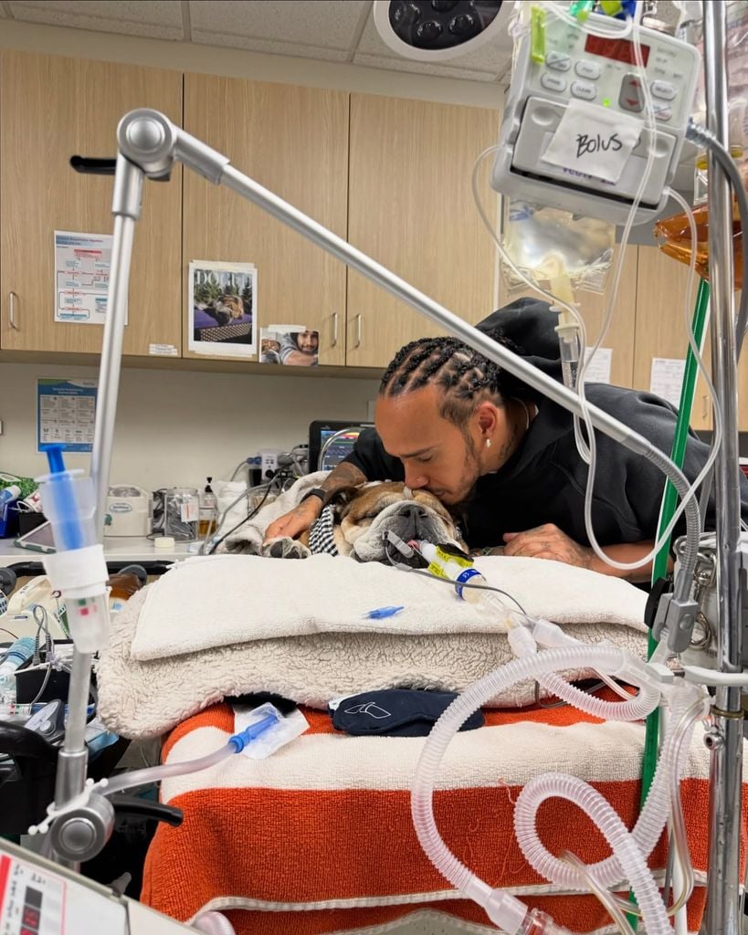 Roscoe, perrito de Lewis Hamilton,fue hospitalizado y se encuentra en estado de coma.
