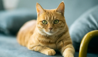 Un fármaco experimental controla tumores en gatos y podría ayudar a terapias humanas