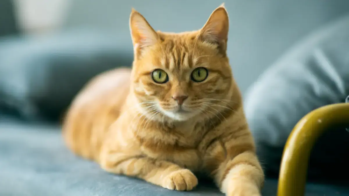 Un fármaco experimental controla tumores en gatos y podría ayudar a terapias humanas