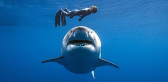 Ocean Ramsey en una de sus inmersiones junto con un gran tiburón