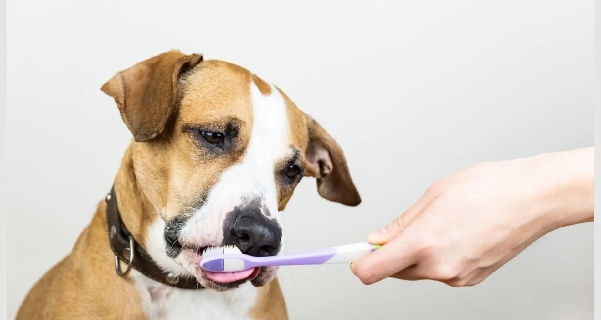 Casi un tercio de los cuidadores ignora los signos de mala salud dental en sus perros