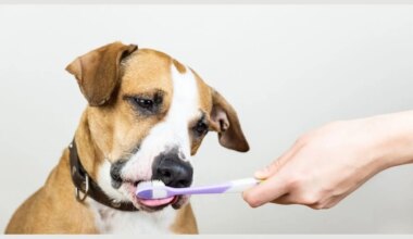 Casi un tercio de los cuidadores ignora los signos de mala salud dental en sus perros