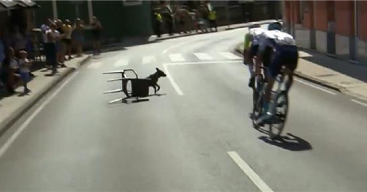 Un perro atado a una silla está a punto de provocar una caída a gran velocidad en La Vuelta a España