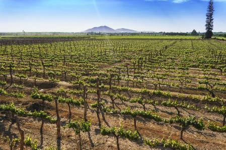 FIELD OF GRAPE PLANTATIONS, at lunchtime at the Tacama hacienda Ica Peru