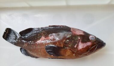 Un ejemplar de mero afectado por betanodavirus.