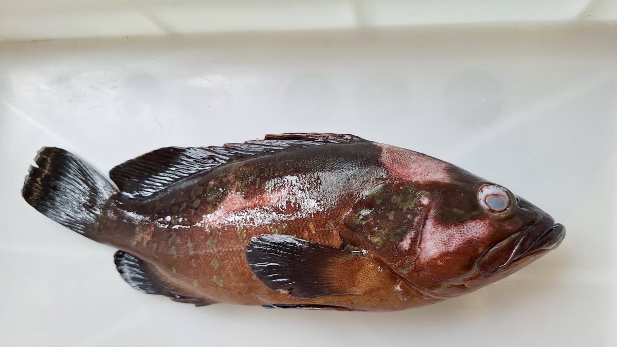 Un ejemplar de mero afectado por betanodavirus.