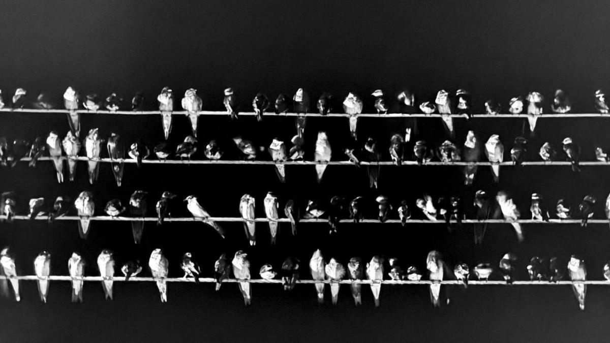 The Sense of Silence Art Gallery acoge una inédita inmersión visual y sonora a la Amazonia