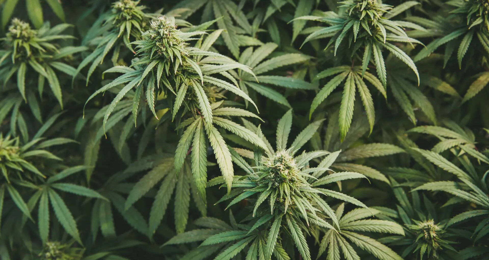 El cannabis aumenta el riesgo de padecer diabetes de tipo 2, según un nuevo estudio