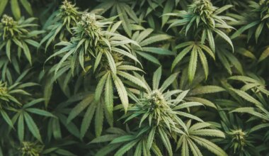 El cannabis aumenta el riesgo de padecer diabetes de tipo 2, según un nuevo estudio