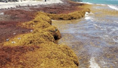 Una franja marrón del tamaño de un continente aparece en el Atlántico y enciende las alarmas entre los científicos