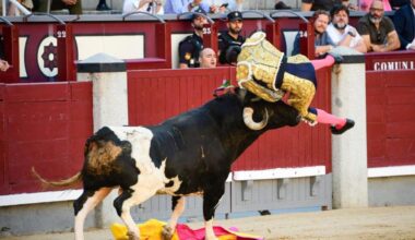 El torero Serafín Marín, cogido por un toro en Las Ventas