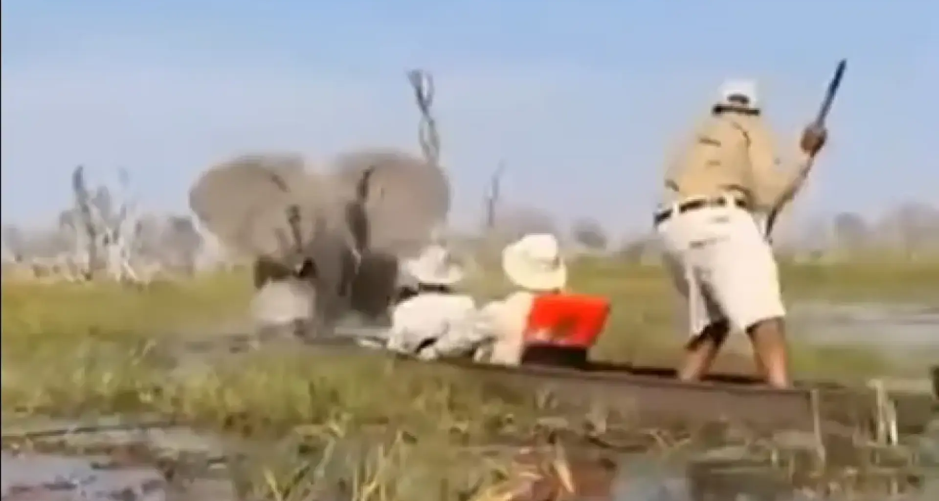 un elefante ataca a unos turistas en Botsuana después de que el guía los acercara demasiado a sus crías